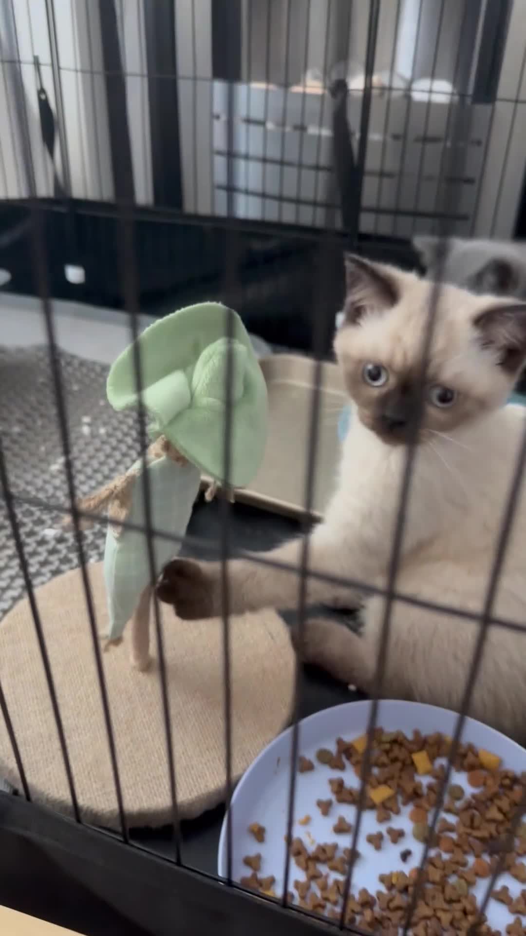 British Shorthair cats for sale: Two beautiful British shorthair X Scottish fold  - Video 2