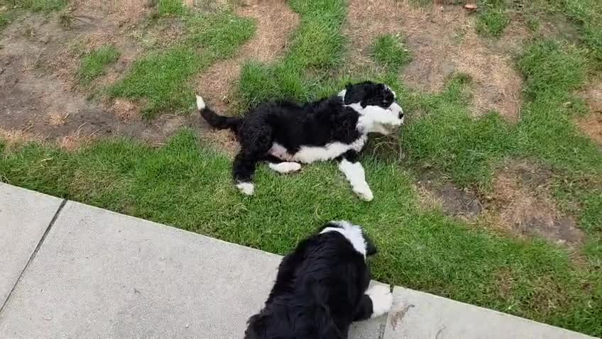 Old English Sheepdog dogs for sale: ONE HANDSOME MALE SHEEPADOODLE AVAILABLE  - Video 4