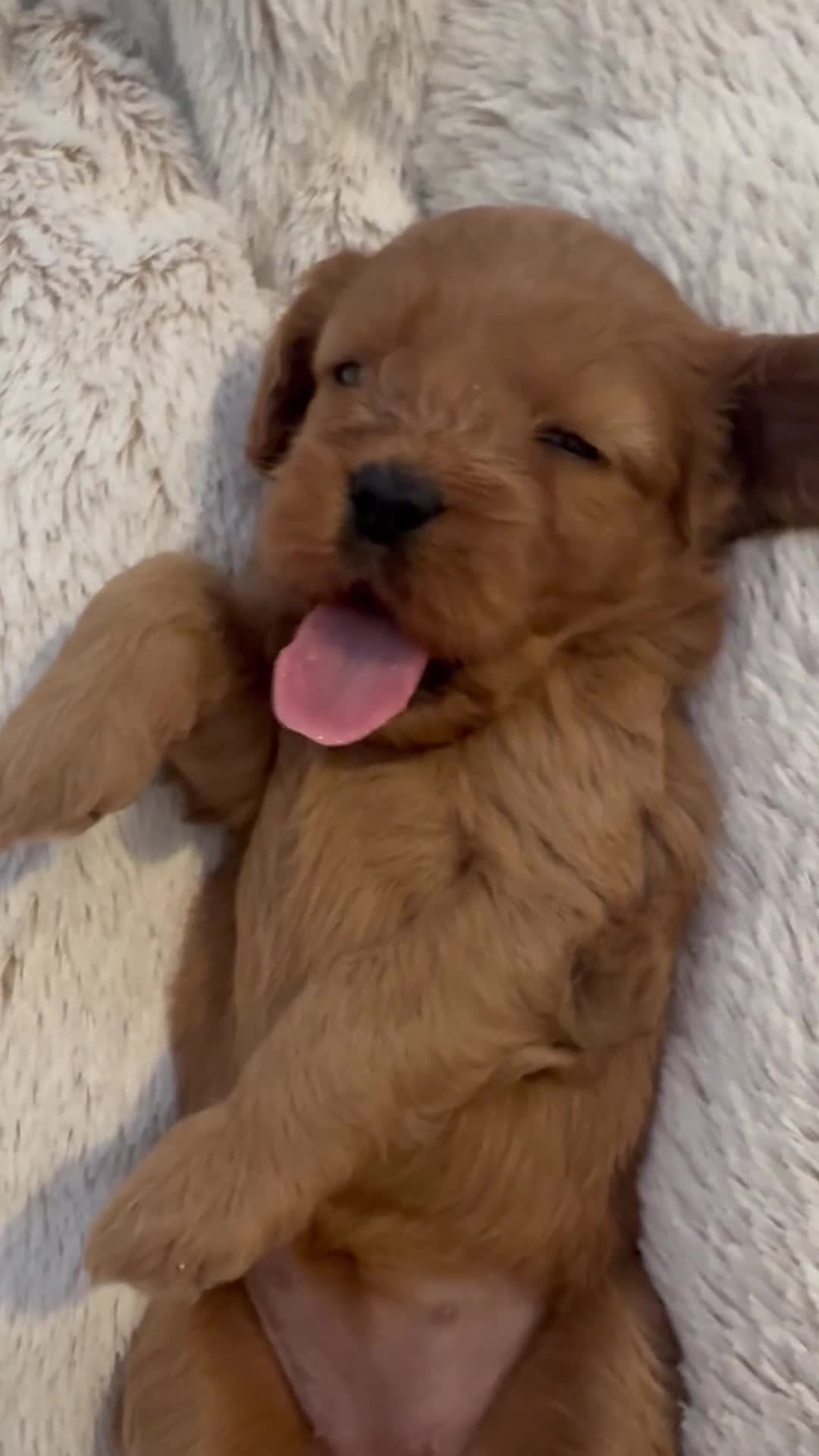 Cavapoo dogs for sale: Extensively health tested F1 Cavapoos  - Video 1