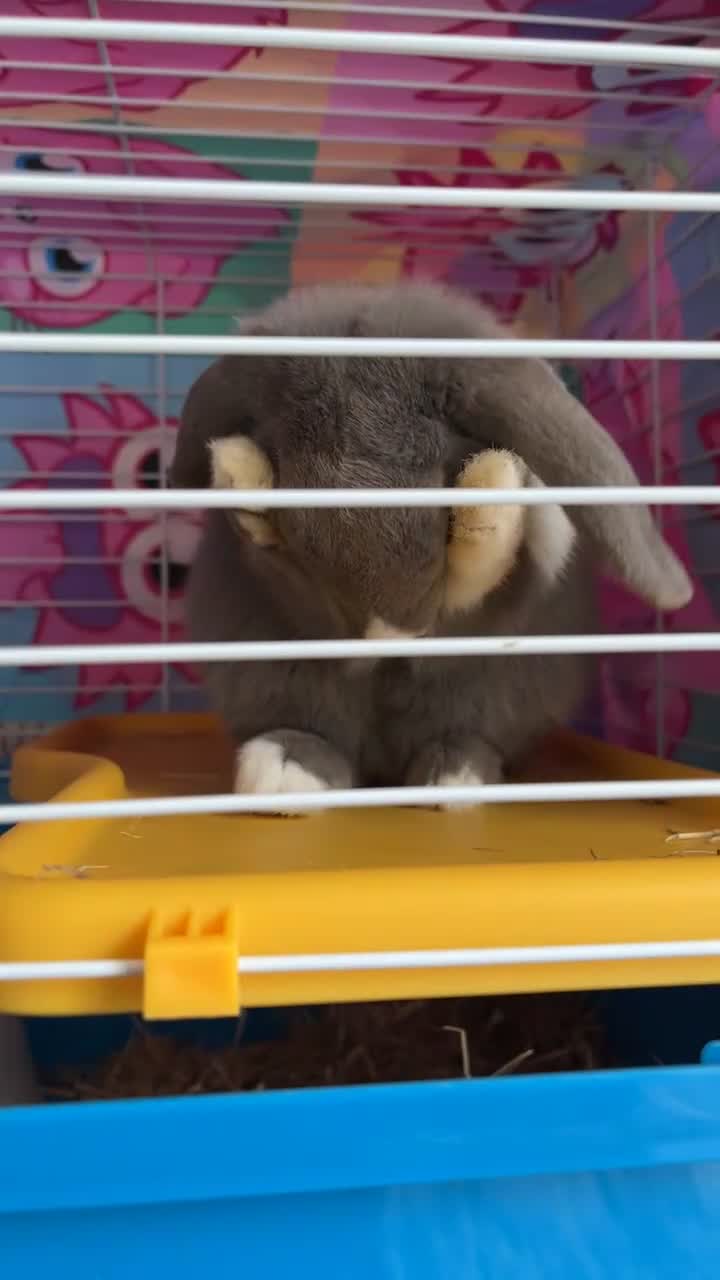 Mini Lop rabbits for sale: Lop for sale - Video 3