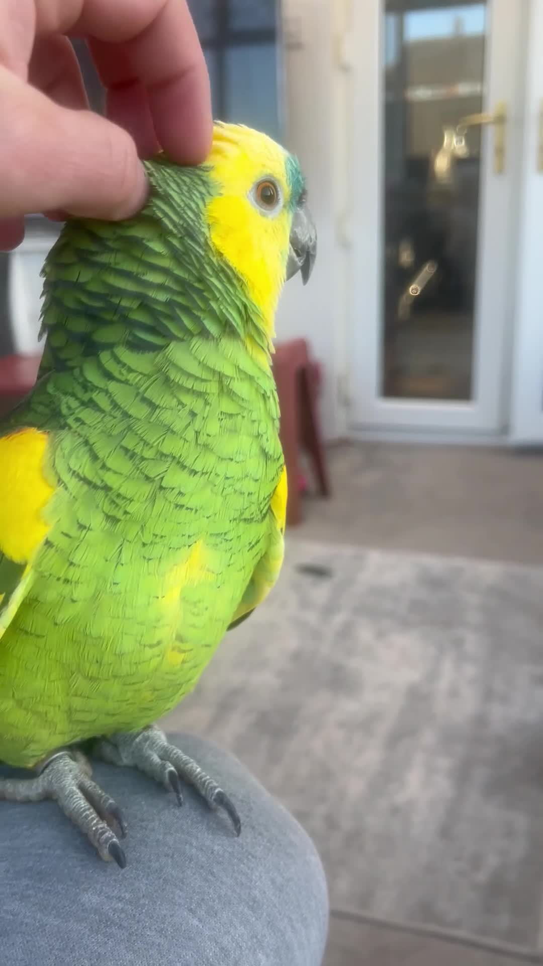 Parrots birds for sale: Amazon blue front in Stockton-on-Tees - Video 2