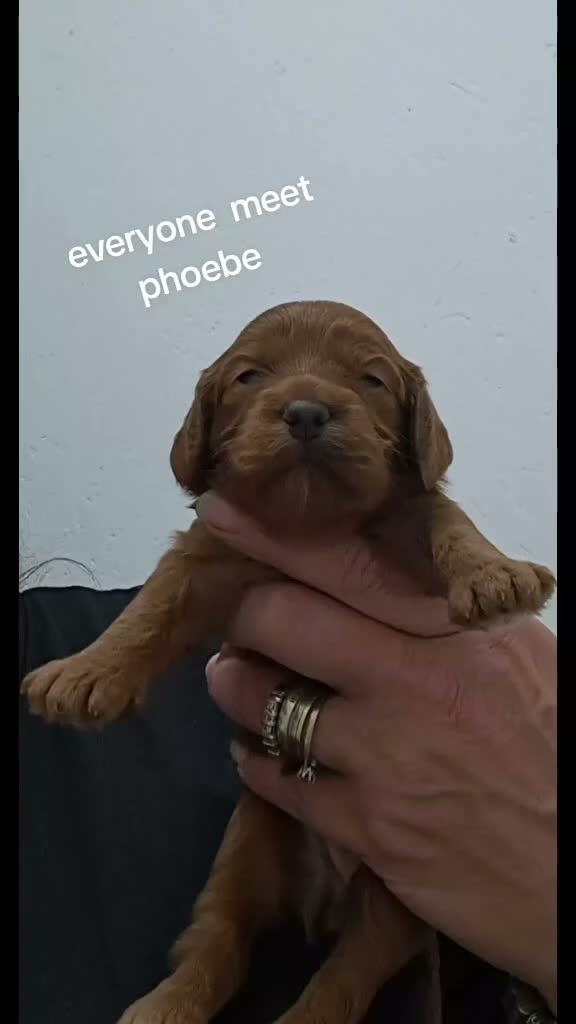 Cockapoo dogs for sale: Cockerpoos - Video 2