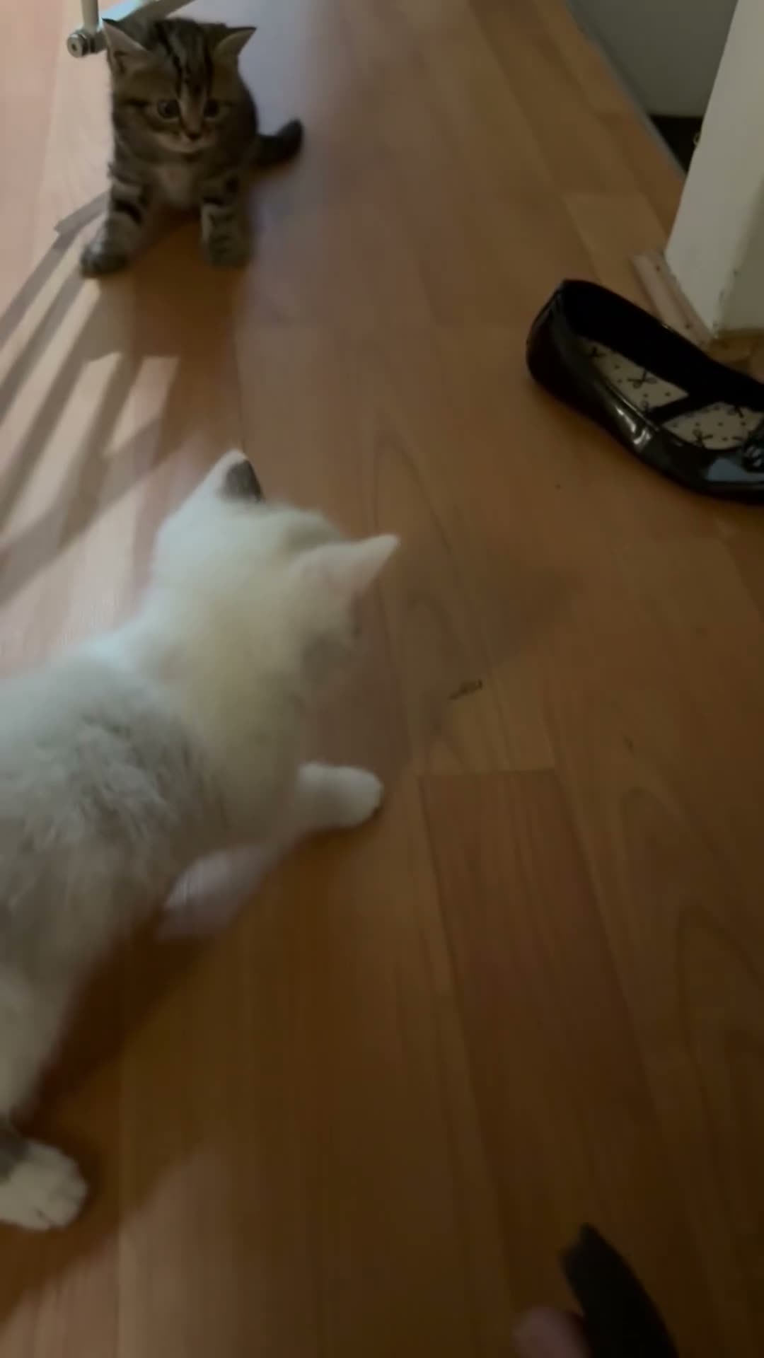 Scottish Fold cats for sale: 3 pure breed Scottish fold kittens in Thornton Heath - Video 2