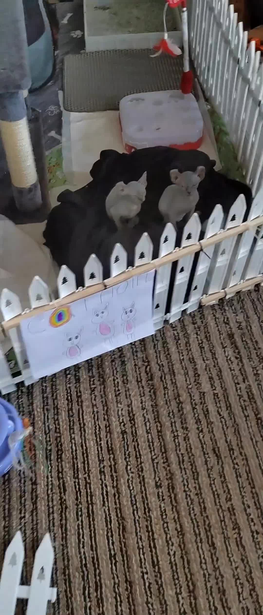 Sphynx cats for sale: Pair of Silver-Blue Elf Sphynx  - Video 2