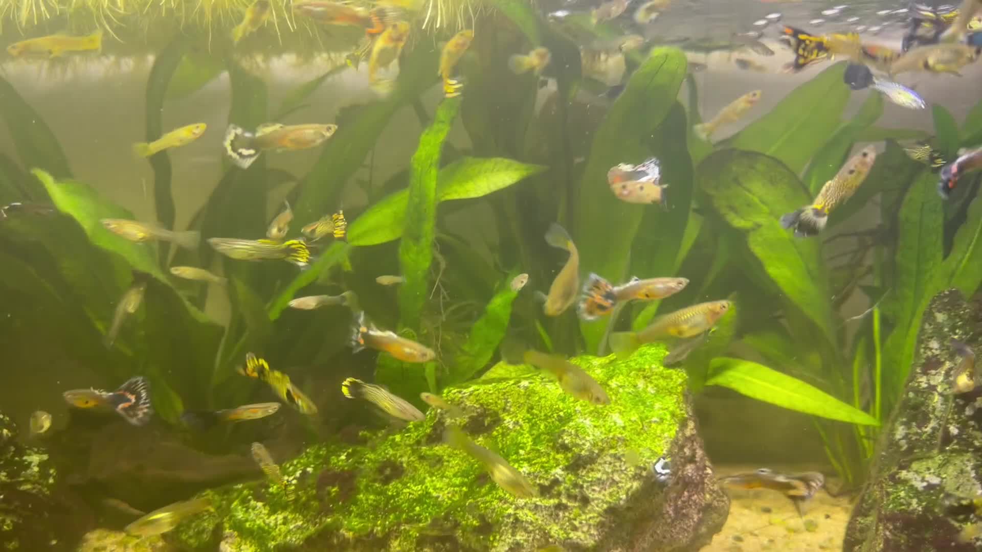 Other/Mixed Breed fish for sale: Guppies  - Video 2