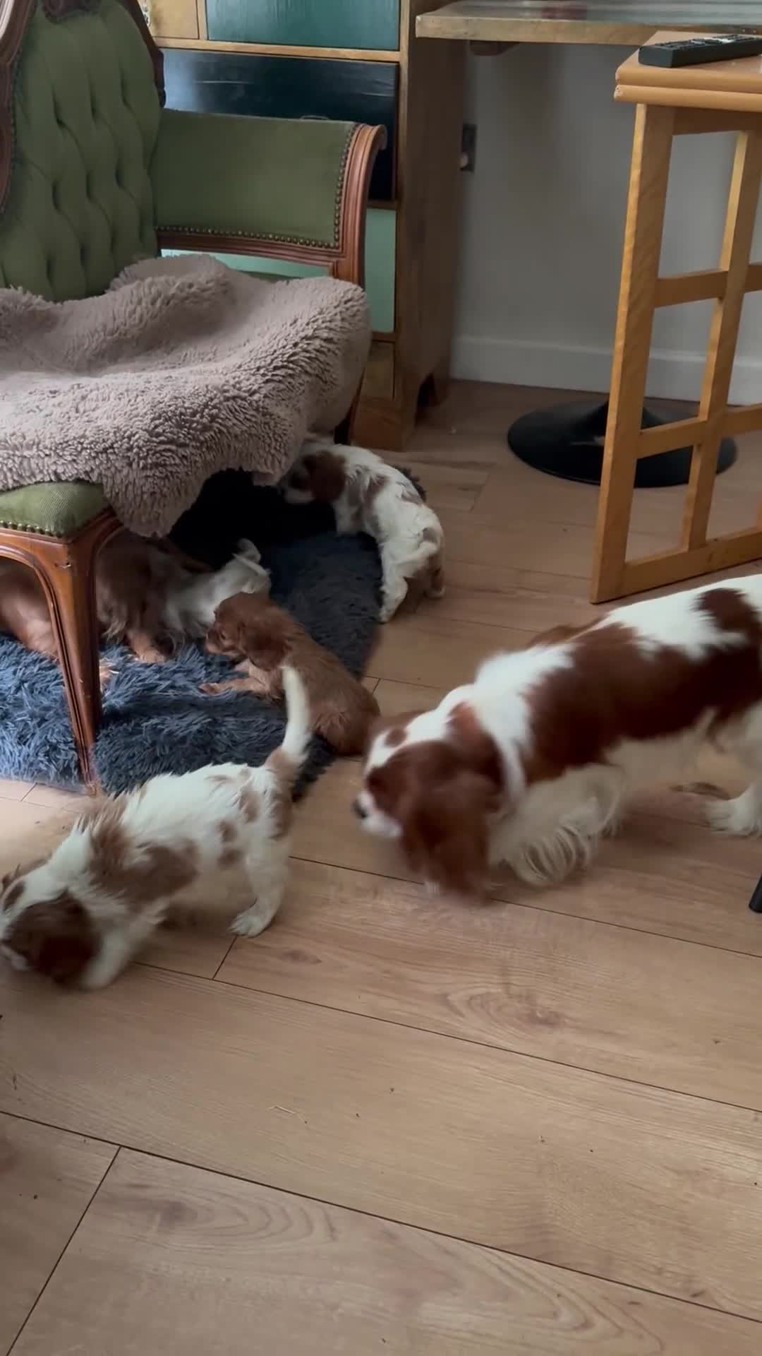 Cavalier King Charles Spaniel dogs for sale: Gorgeous boy 👑true King Charles👑 Cavalier - Video 1