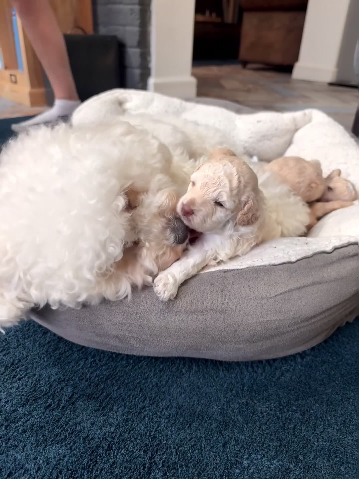 Cavapoo dogs for sale: Cavapoo Puppies – 3 Girls & 1 Boy for Loving Homes - Video 2