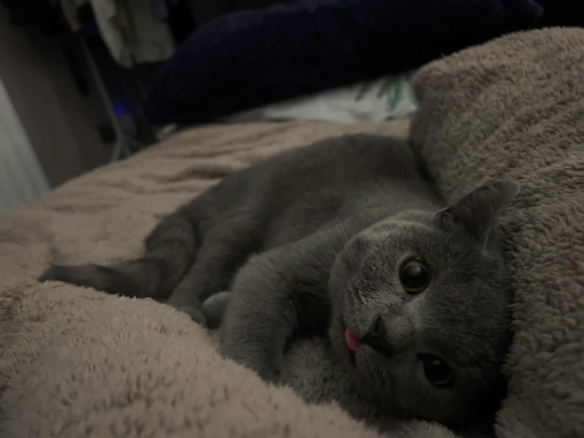 British Shorthair cats for sale: 14-Month-Old British Shorthair - Video 3