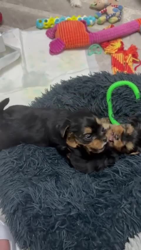 Yorkshire Terrier dogs for sale: Miniature Yorkshire terrier  - Video 1