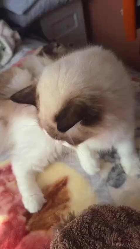 Ragdoll cats for sale: ✨ Exceptional Ragdolls,a distinguished lineage ✨ - Video 5