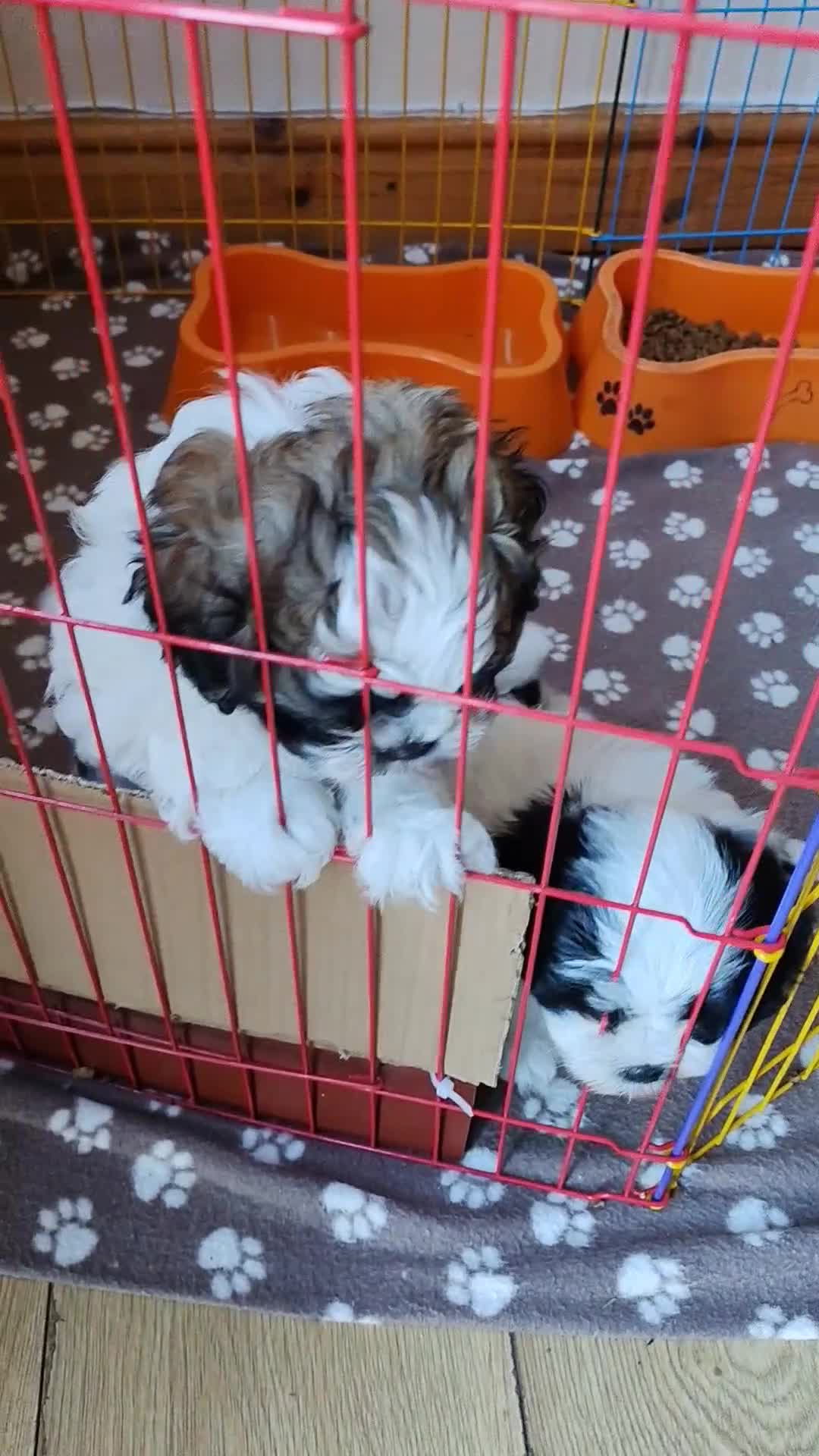 Shih Tzu dogs for sale: 2 Beautiful puppies - Video 1
