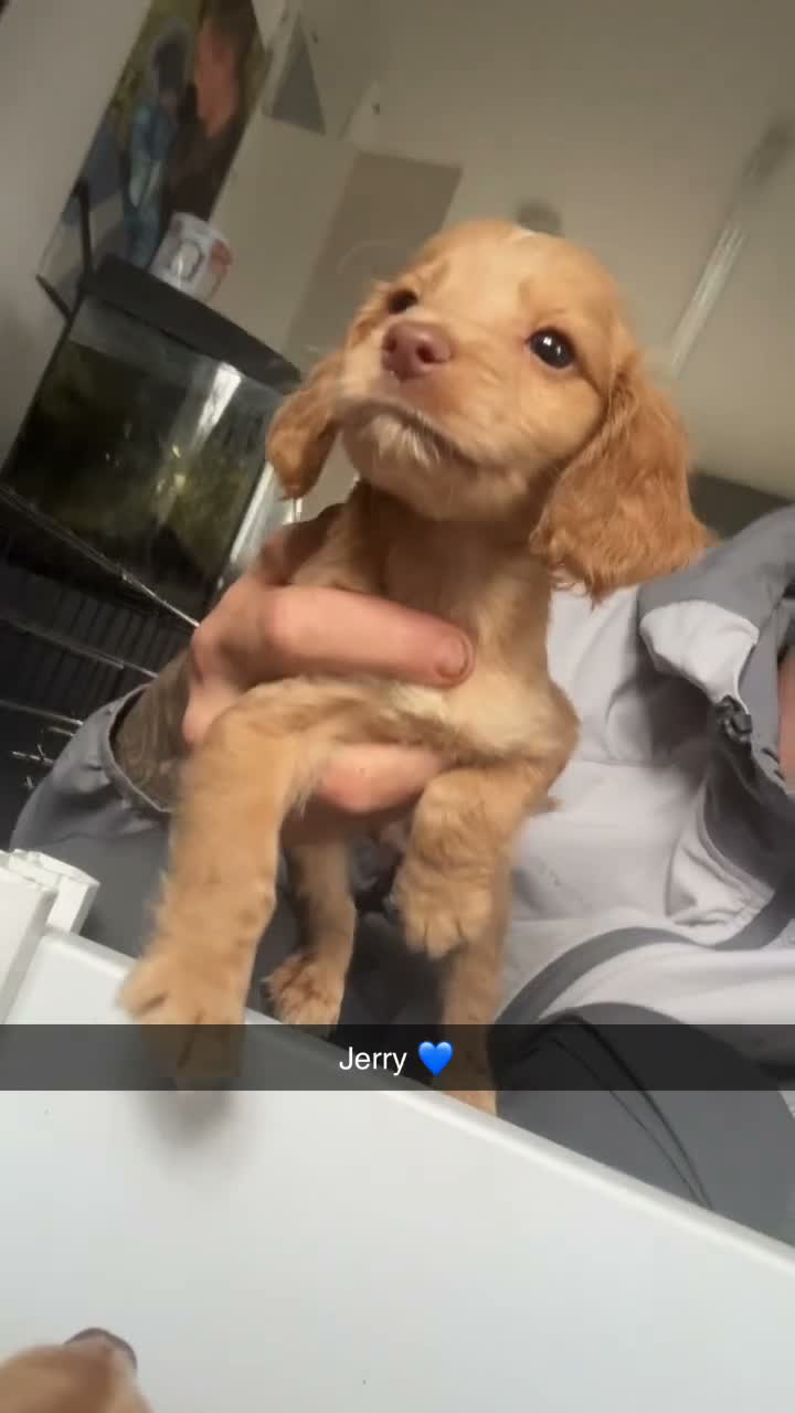 Cocker Spaniel dogs for sale: 3 stunning cocker spaniels  - Video 3