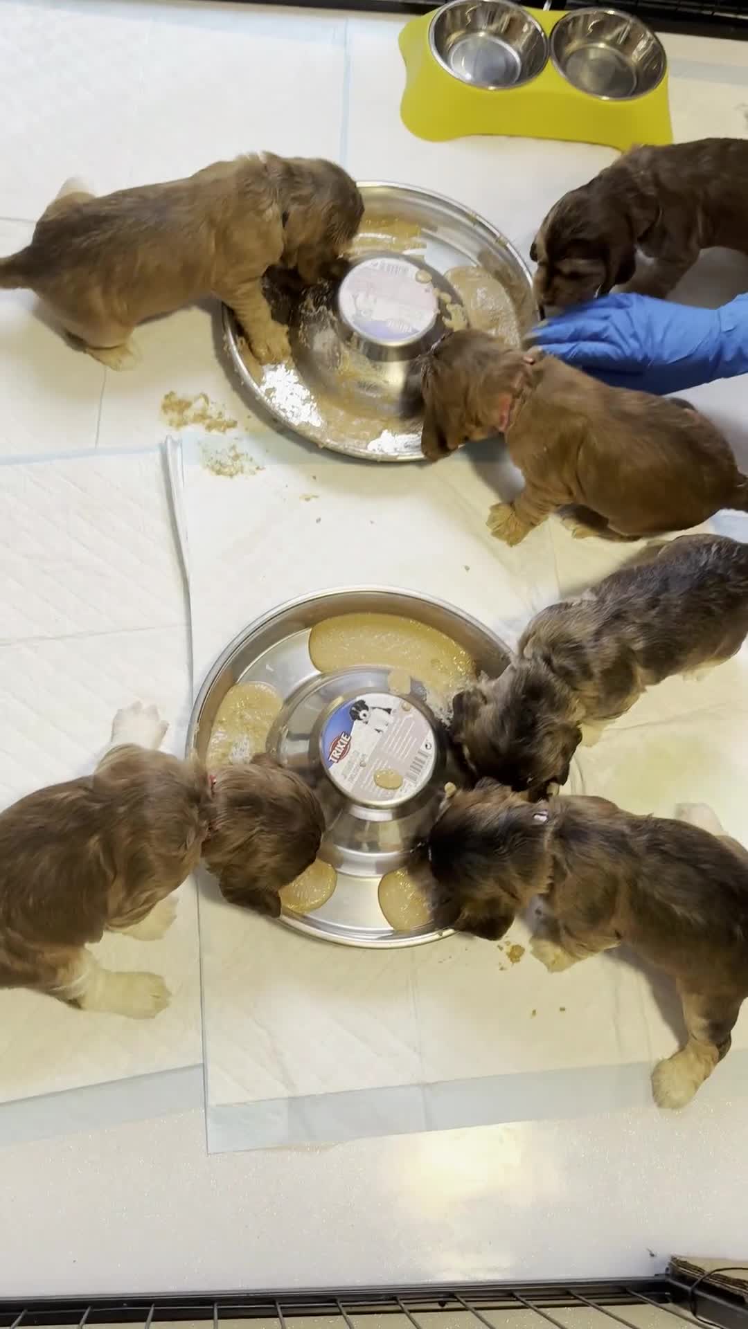 Cocker Spaniel dogs for sale: Cocker Spaniel Pups, KC, Health Tested, Champ Line - Video 1