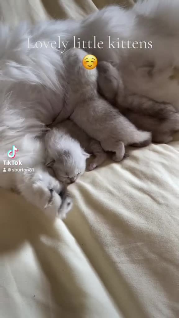 British Longhair cats for sale: Stunning Silver Tipped Longhair Kittens - Video 5