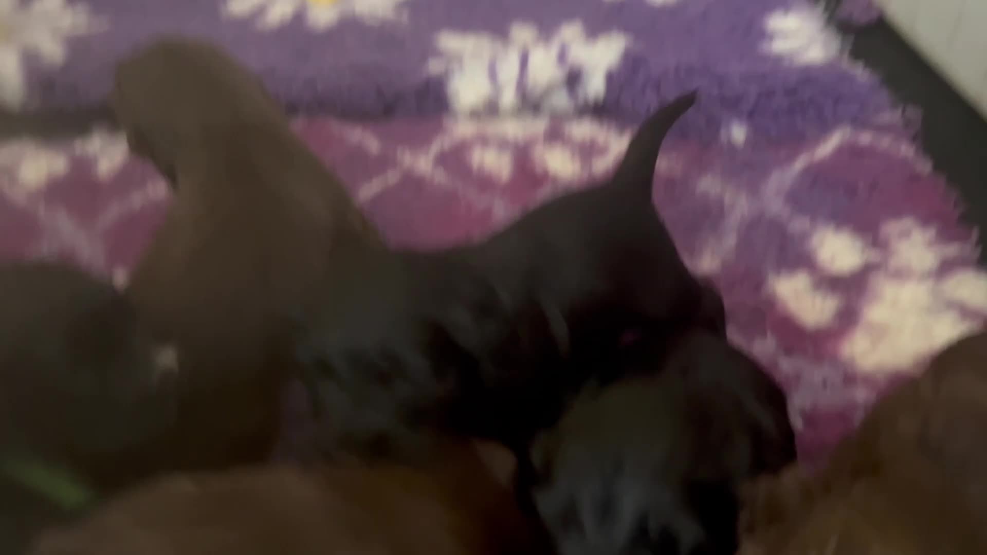 Cocker Spaniel dogs for sale: Cocker Spaniel Puppies in Wishaw - Video 1