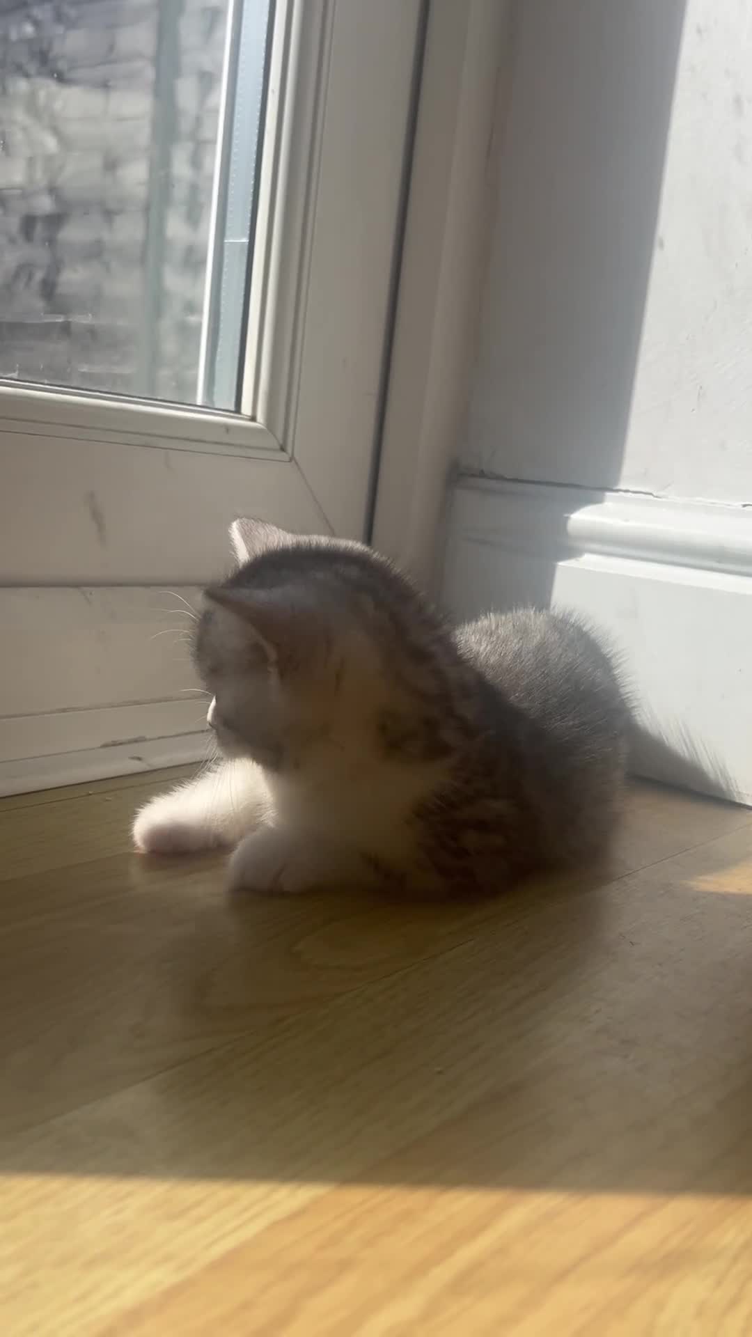 Scottish Fold cats for sale: Scottish fold and straights - Video 1