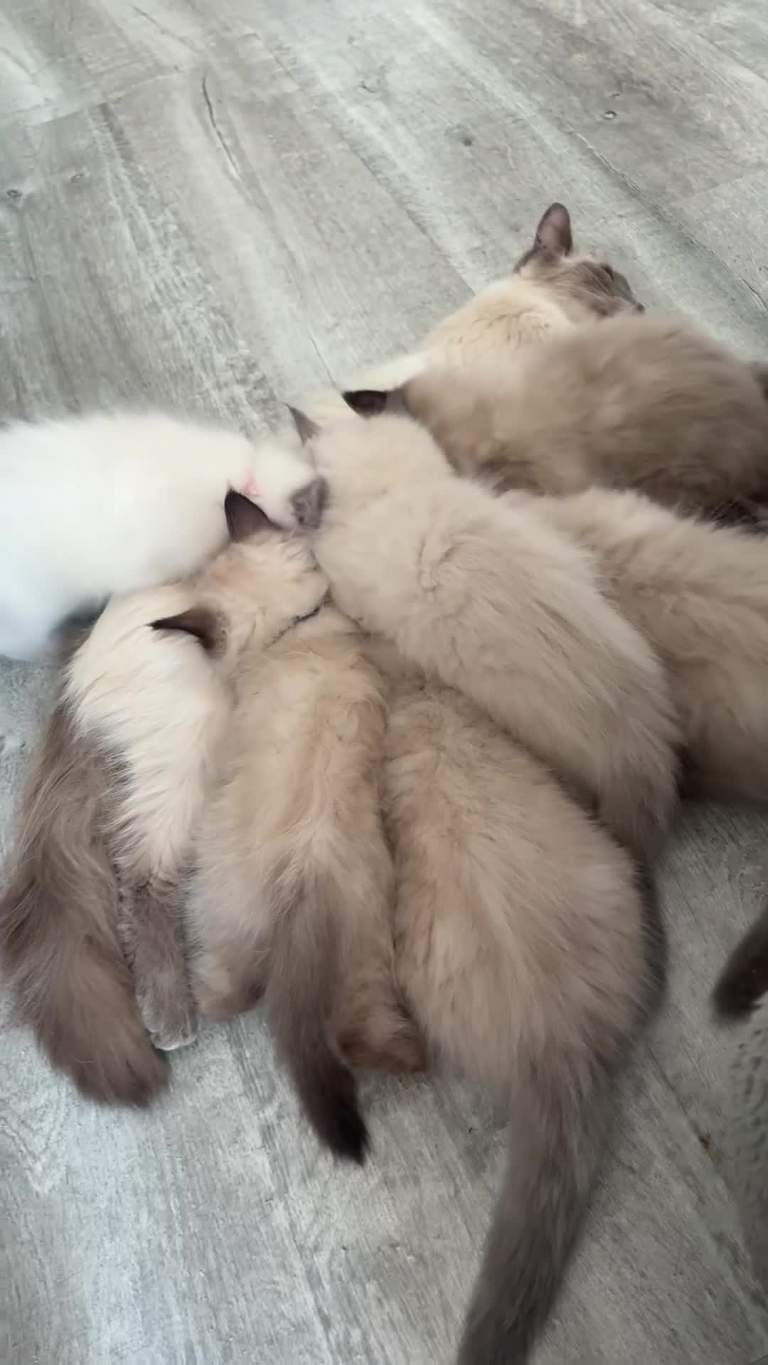 Ragdoll cats for sale: ❤️ fully vaccinated pure Ragdoll ready 25th August - Video 1