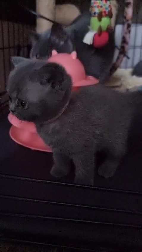 British Shorthair cats for sale: Lilac Blue Female British Shorthair GCCF Pedigree - Video 4