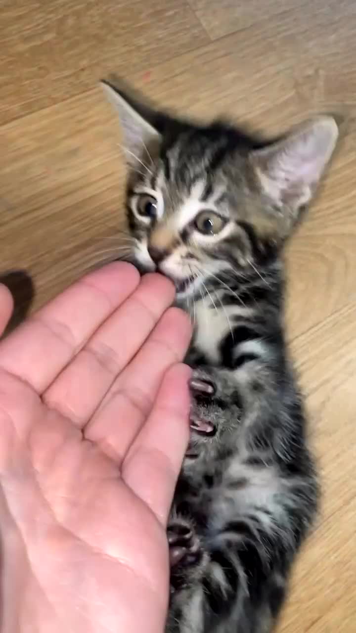 Bengal cats for sale: Beautiful little Boy half began half tabby  - Video 2