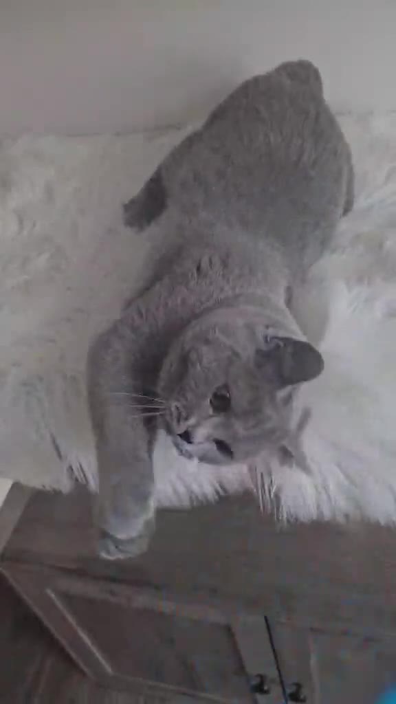 British Shorthair cats for sale: British Shorthair GCCF - Video 2