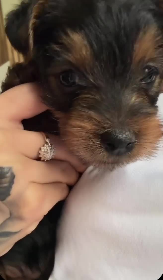 Yorkshire Terrier dogs for sale: She’s ready to leave now for her new loving home  in Bolton - Video 2