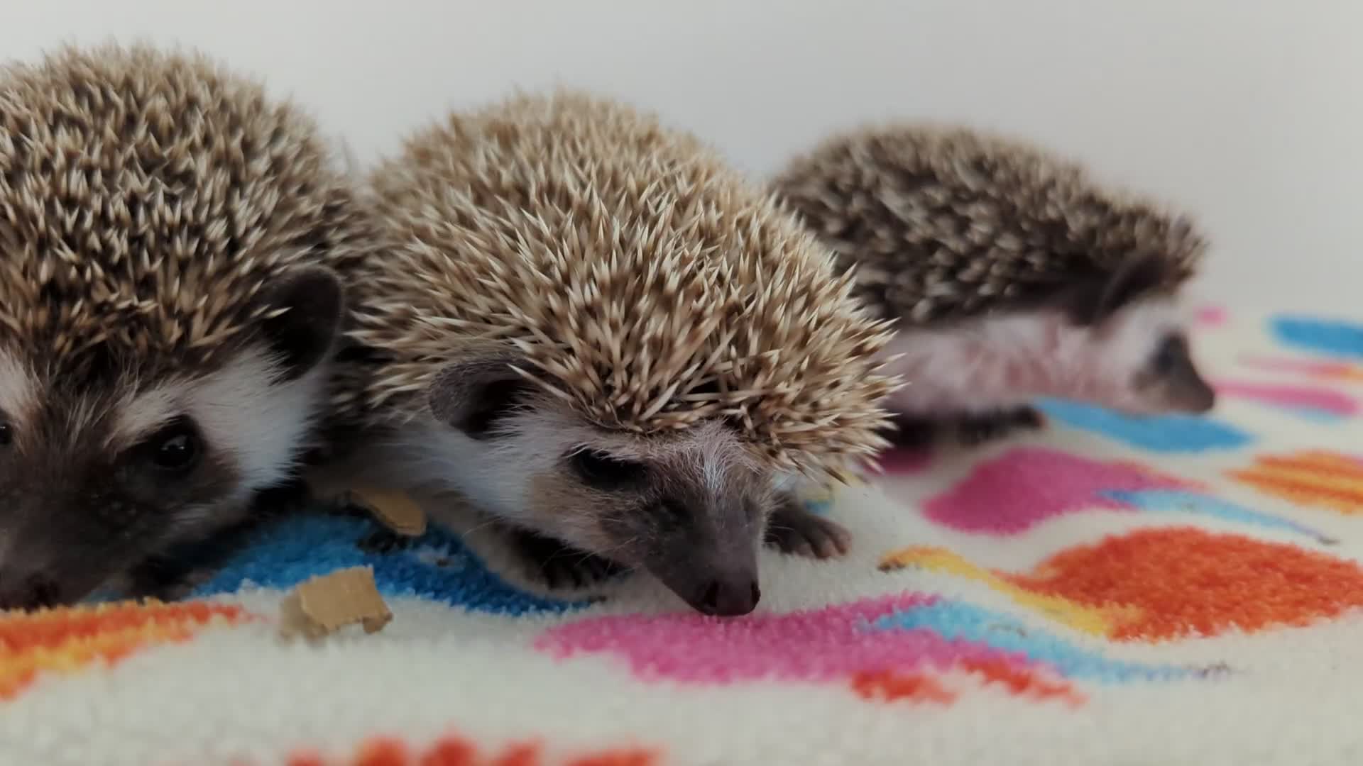 Pygmy Hedgehog rodents for sale: REDUCED PRICE!!! Gorgeous Hoglets/ READY NOW!!!! - Video 2