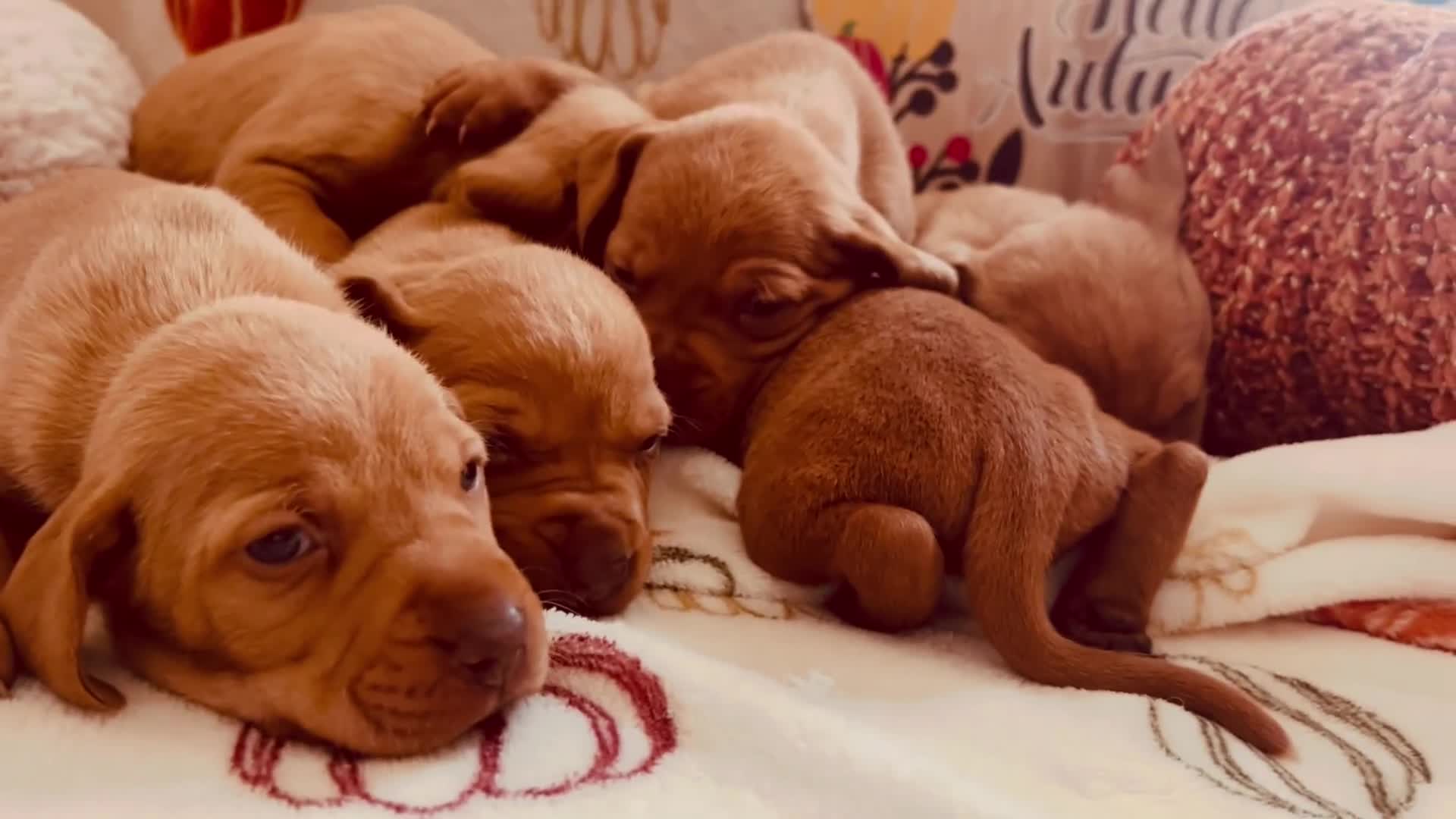 Hungarian Vizsla dogs for sale: Hungarian viszla puppies  - Video 1