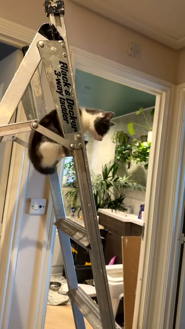 Mixed Breed cats for sale: Ladder climber  - Video 1