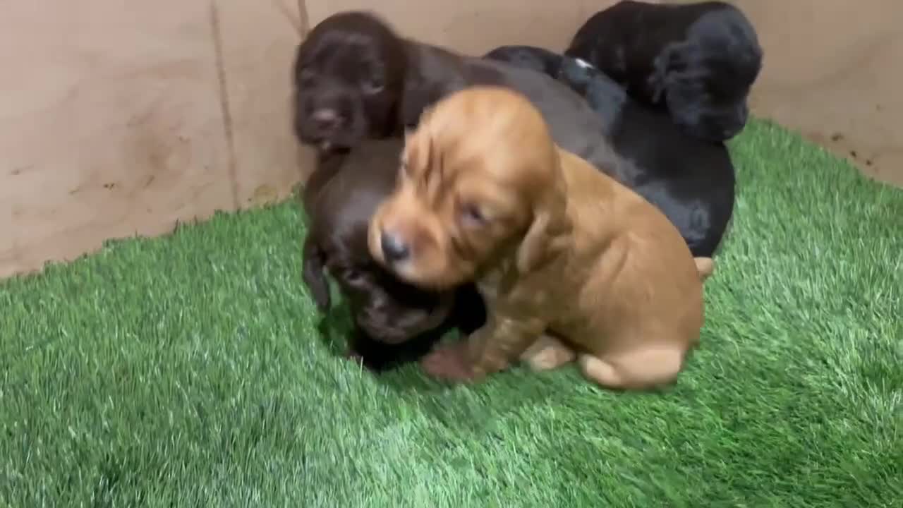 Cocker Spaniel dogs for sale: Cocker Spaniel pups  in Seaham - Video 3