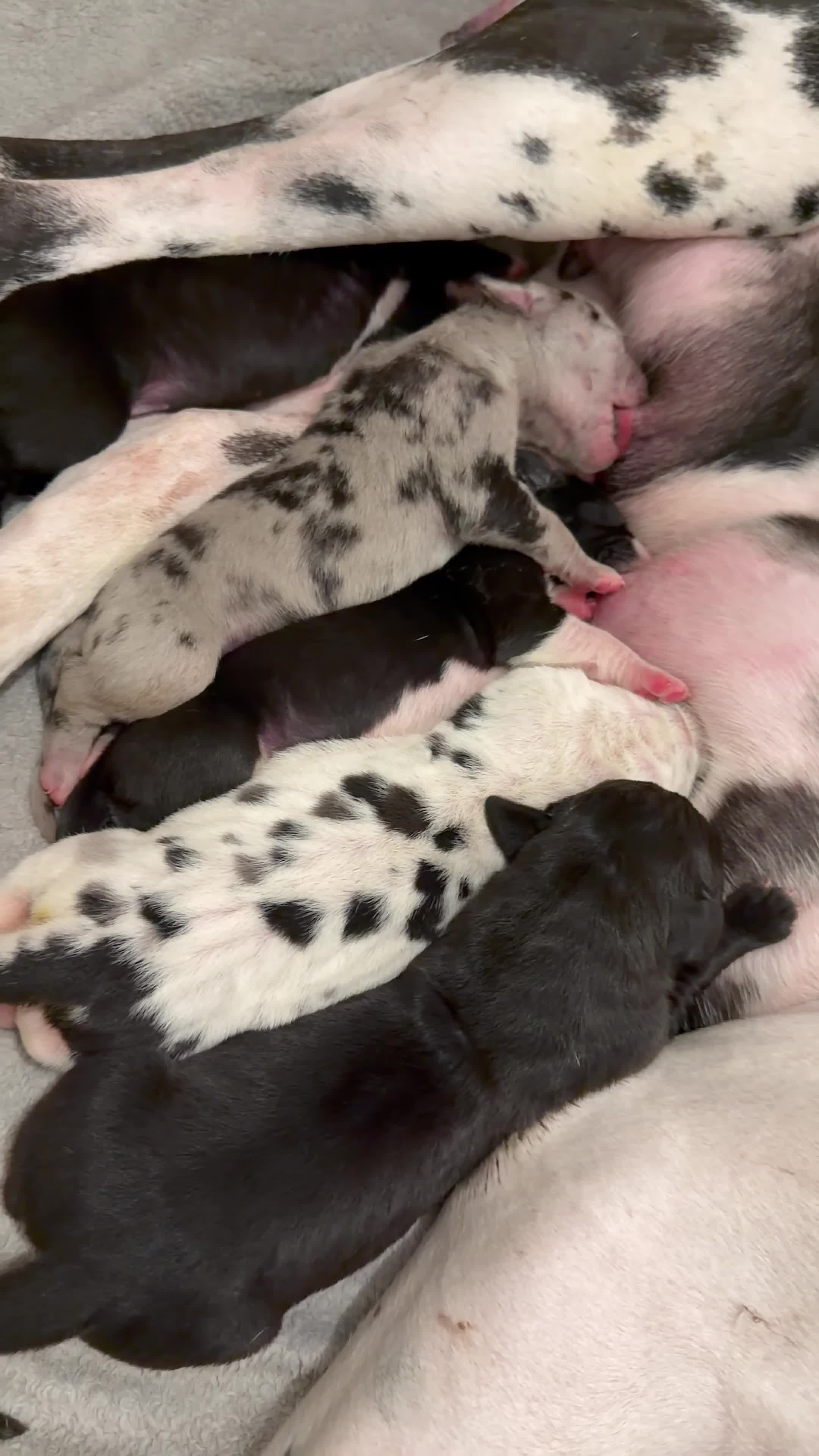 Great Dane dogs for sale: Outstanding beautiful Great Dane Puppies - Video 1