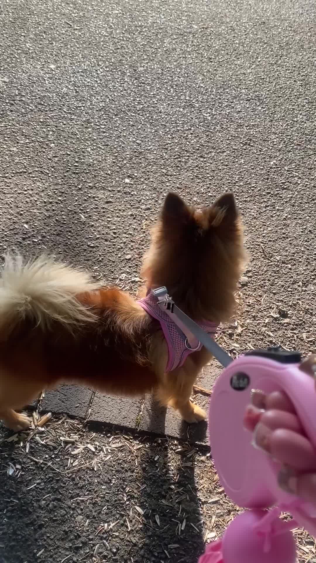 German Spitz dogs for sale: German spitz 🐾🐶🎀 - Video 3