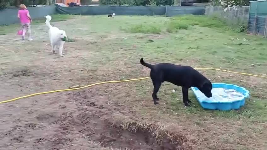 Mixed Breed dogs for adoption: Meet SHEAMUS - a handsome boy for a confident Home - Video 4