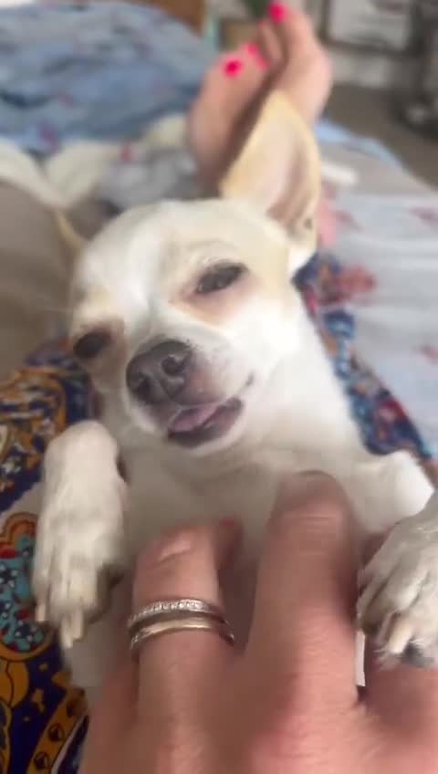 Chihuahua dogs for stud: Teacup Chihuahua for stud - Video 2