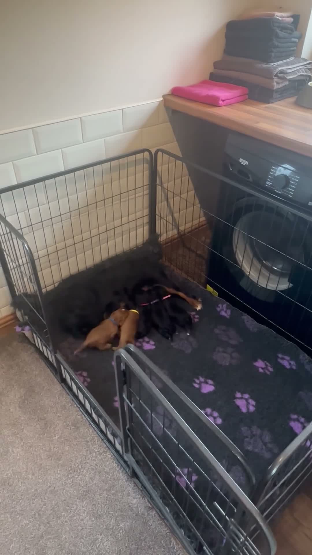 Cavalier King Charles Spaniel dogs for sale: * KC Registered Health Tested Puppies *  - Video 3