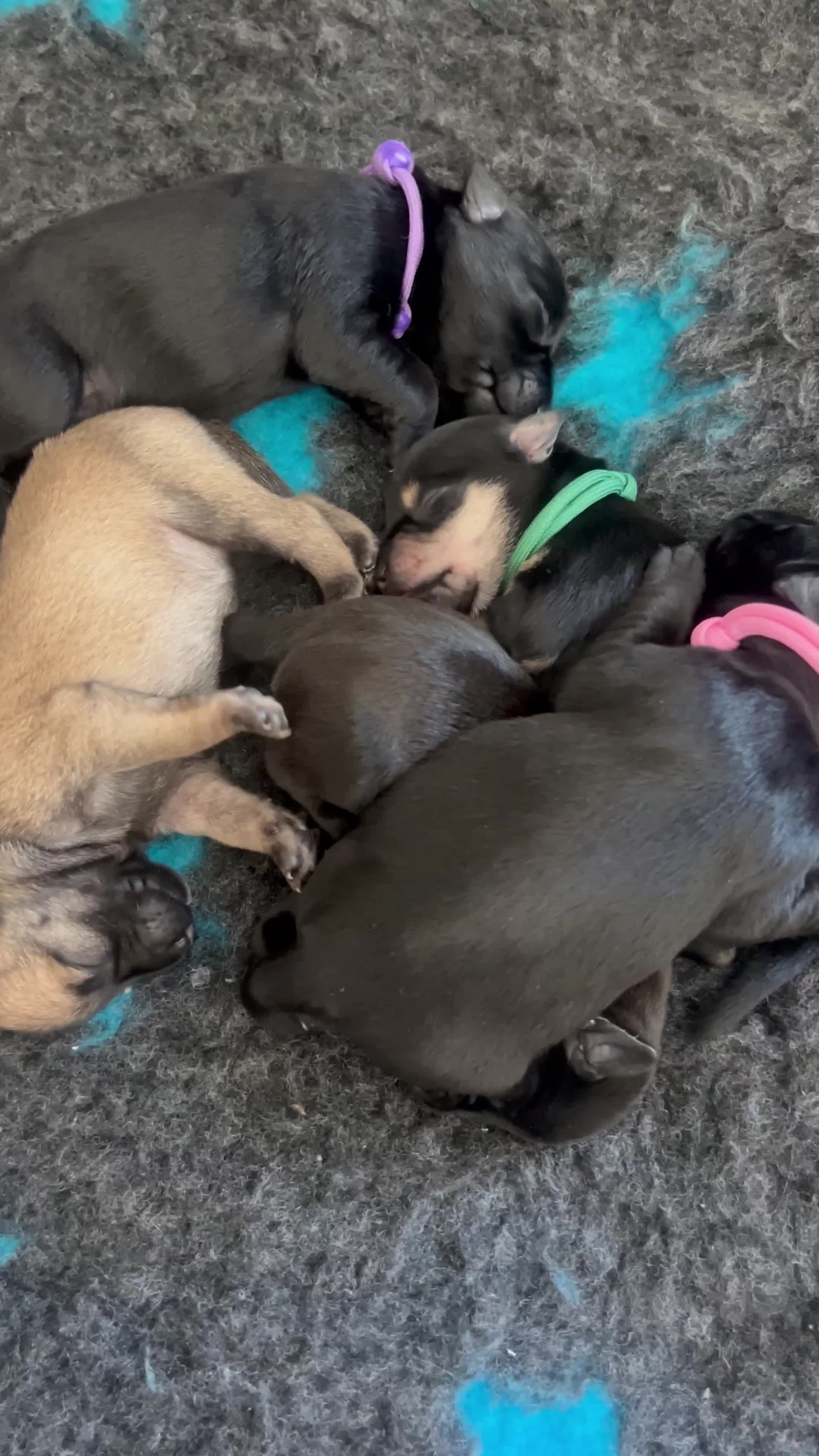 Miniature Schnauzer dogs for sale: Beautiful litter of Miniature Shnauzers  - Video 2