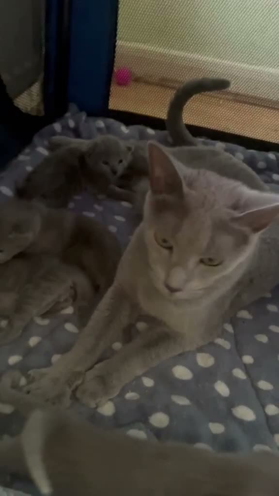 Russian Blue cats for sale: TICA 5* pedigree Russian Blue Kittens - Video 4
