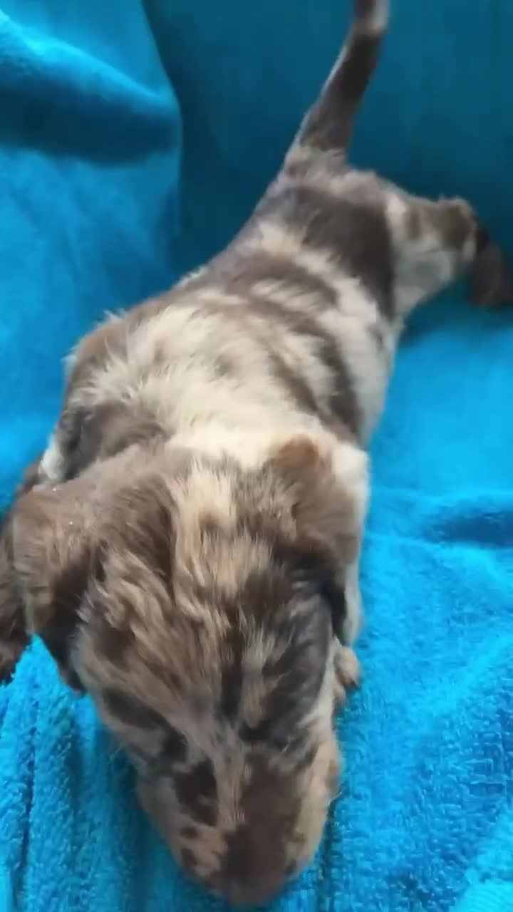 Labradoodle dogs for sale: mini labradoodle puppies  - Video 2