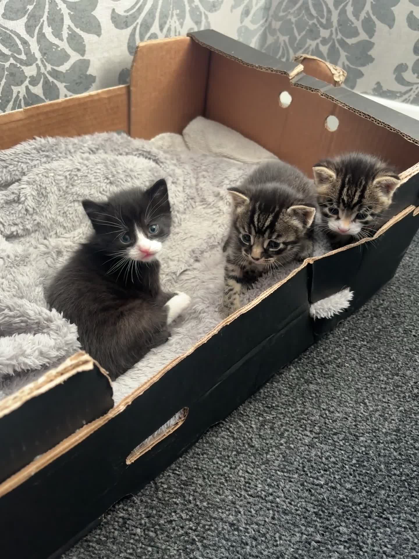 Mixed Breed cats for sale: 😍 tabby kittens - Video 1