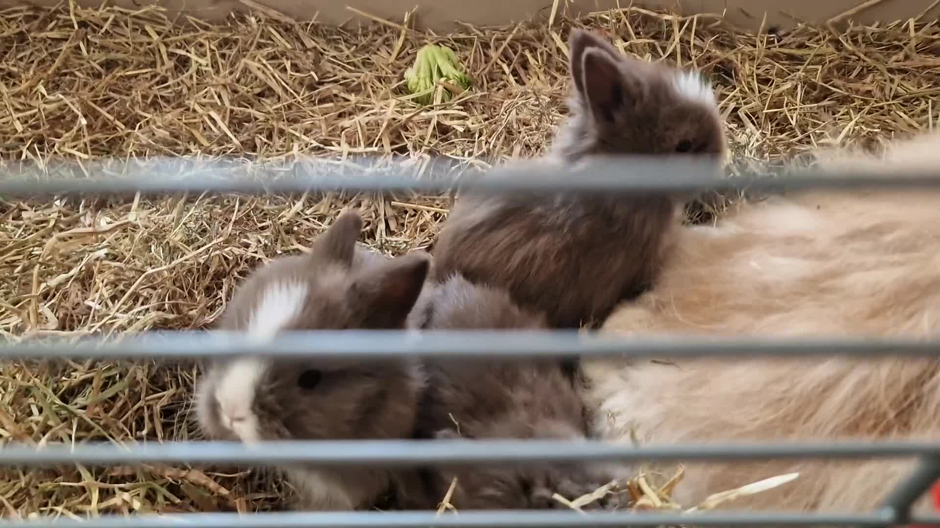 Lionhead rabbits for sale: Beautiful purebred lionheads  available  - Video 1