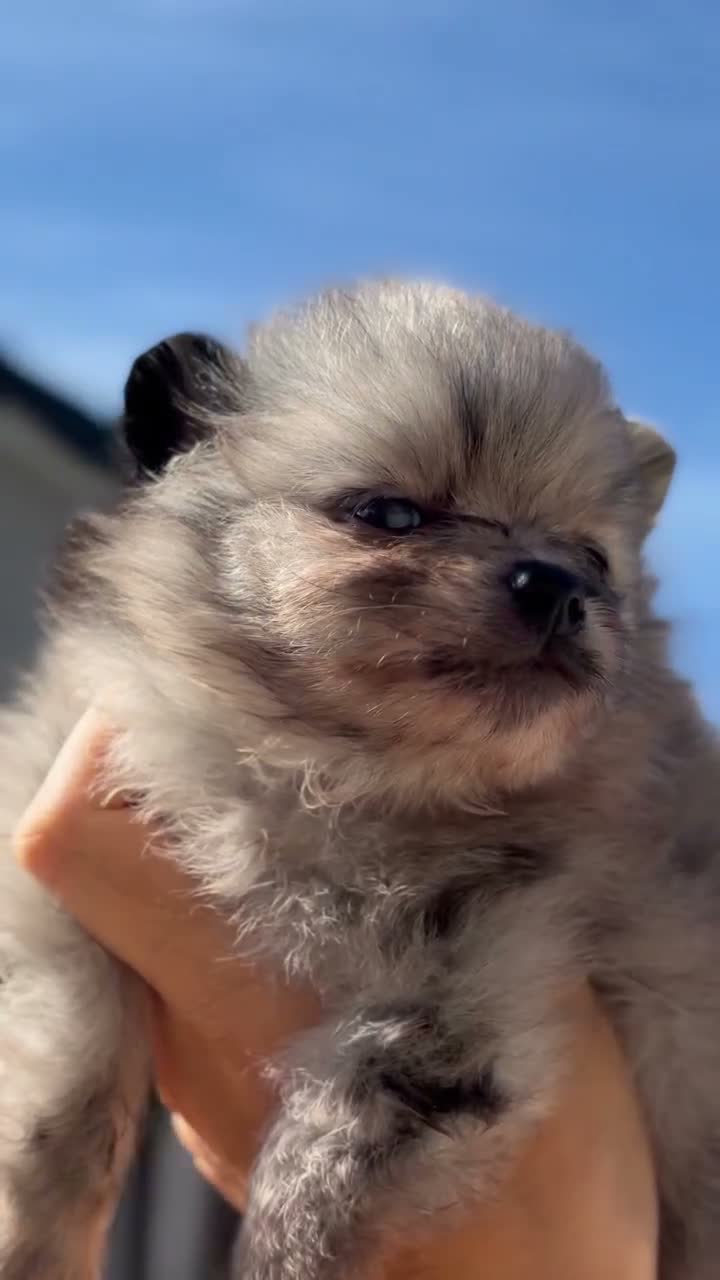 Pomeranian dogs for sale: BEAUTIFUL TEDDY FACE POMERANIAN PUPPIES KC ❤️✨ - Video 1