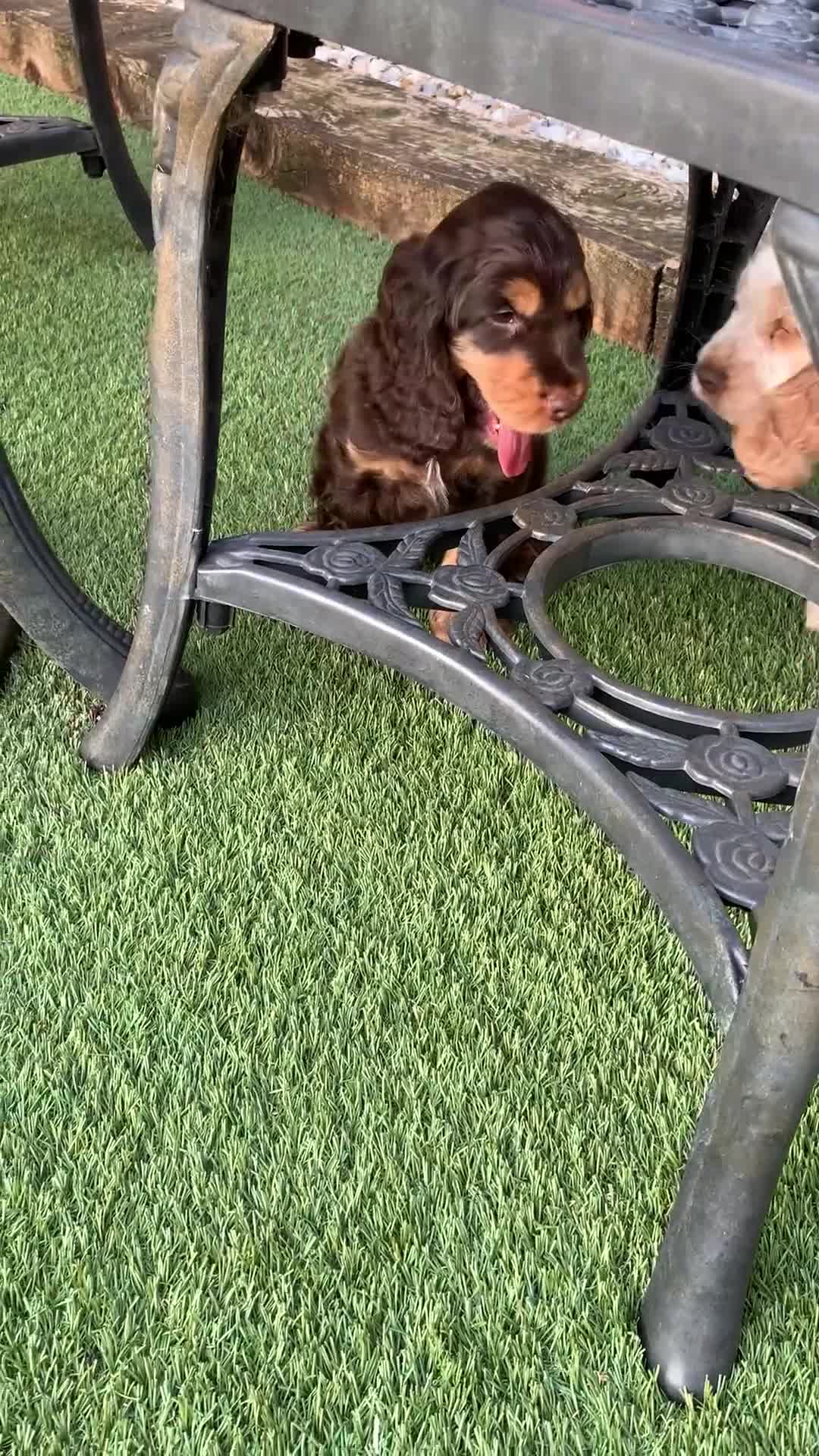 Cocker Spaniel dogs for sale: 5* LICENSED READY KC SHOW H/TESTED PUPPIES  - Video 1