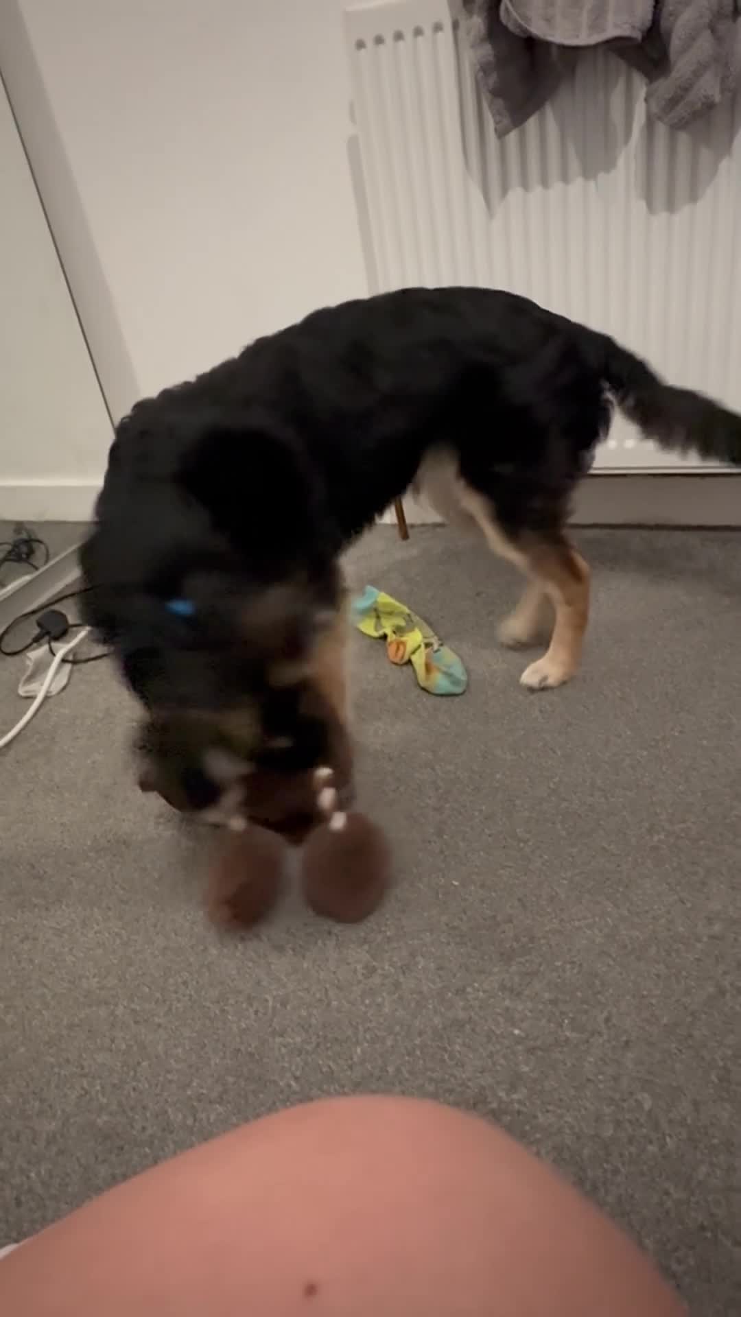 Mixed Breed dogs for sale: Border collie German shepherd  - Video 1