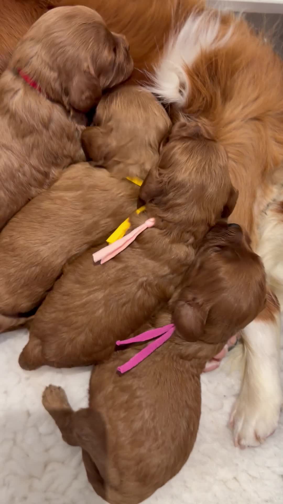 Cavapoo dogs for sale: F1 Health Tested Toy Cavapoos - Video 2