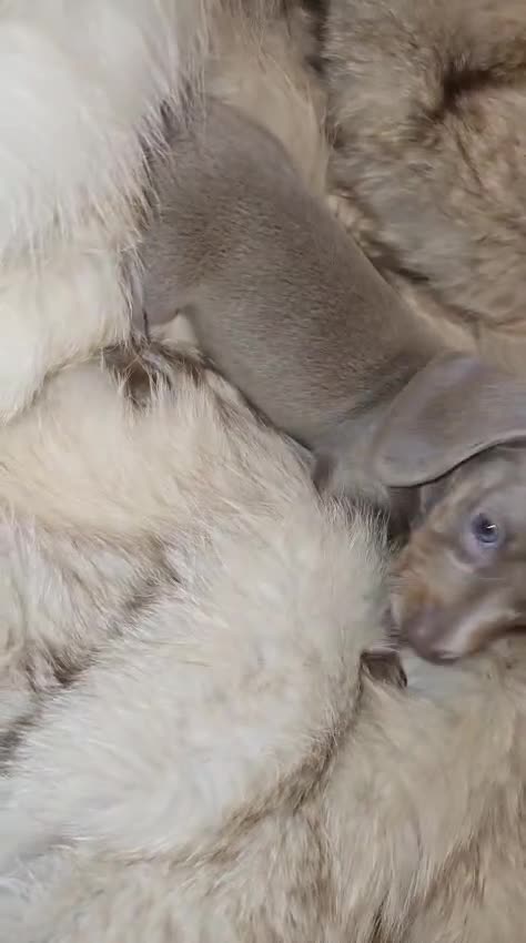 Miniature Dachshund dogs for sale: KC Miniature Dachshunds 2 Girls Left in Egham - Video 2