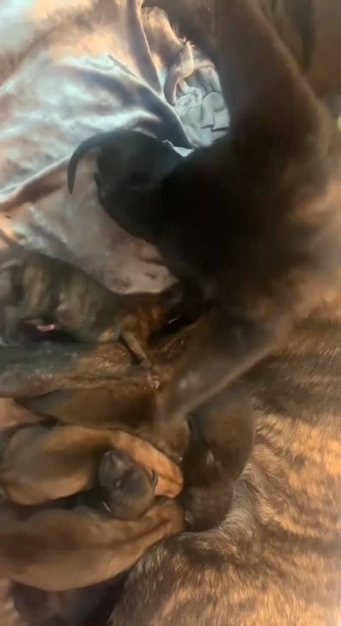 Belgian Shepherd Dog dogs for sale: Dutch Shepherd  - Video 1
