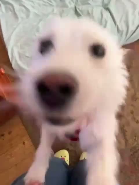 Mixed Breed dogs for adoption: ❤️🐶 SNOWY – THE SWEETEST LITTLE SOUL in Burton-on-Trent - Video 4