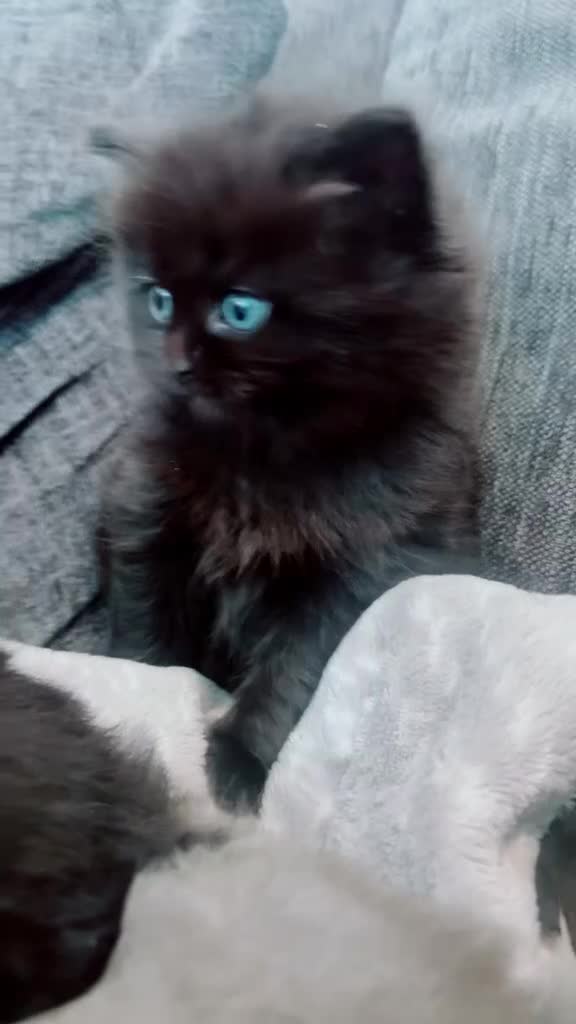 Mixed Breed cats for sale: Gorgeous British Shorthair Mix Kittens  - Video 2