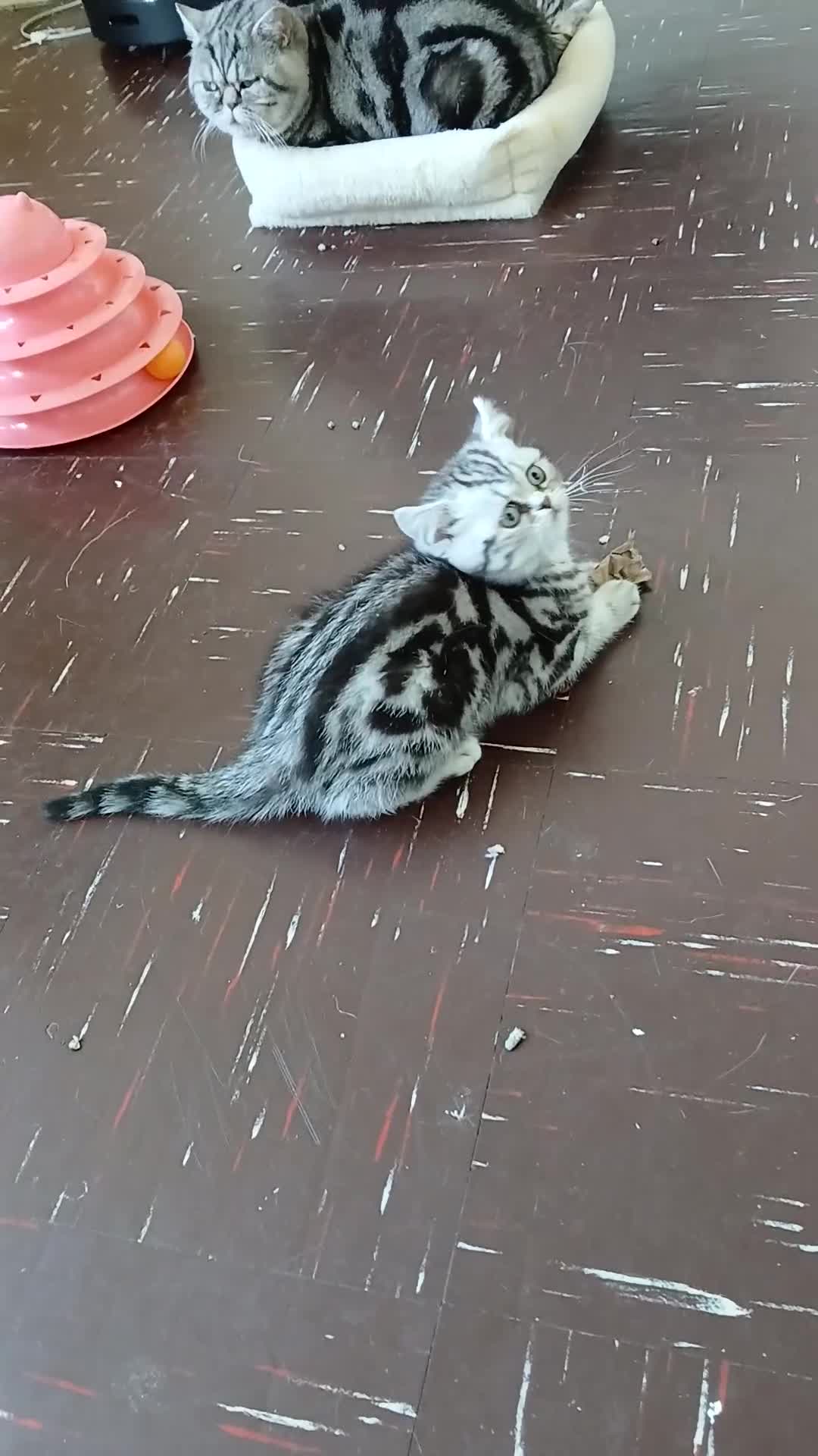 British Shorthair cats for sale: Bsh.Silver Classic  Tabby. GCCF. - Video 1