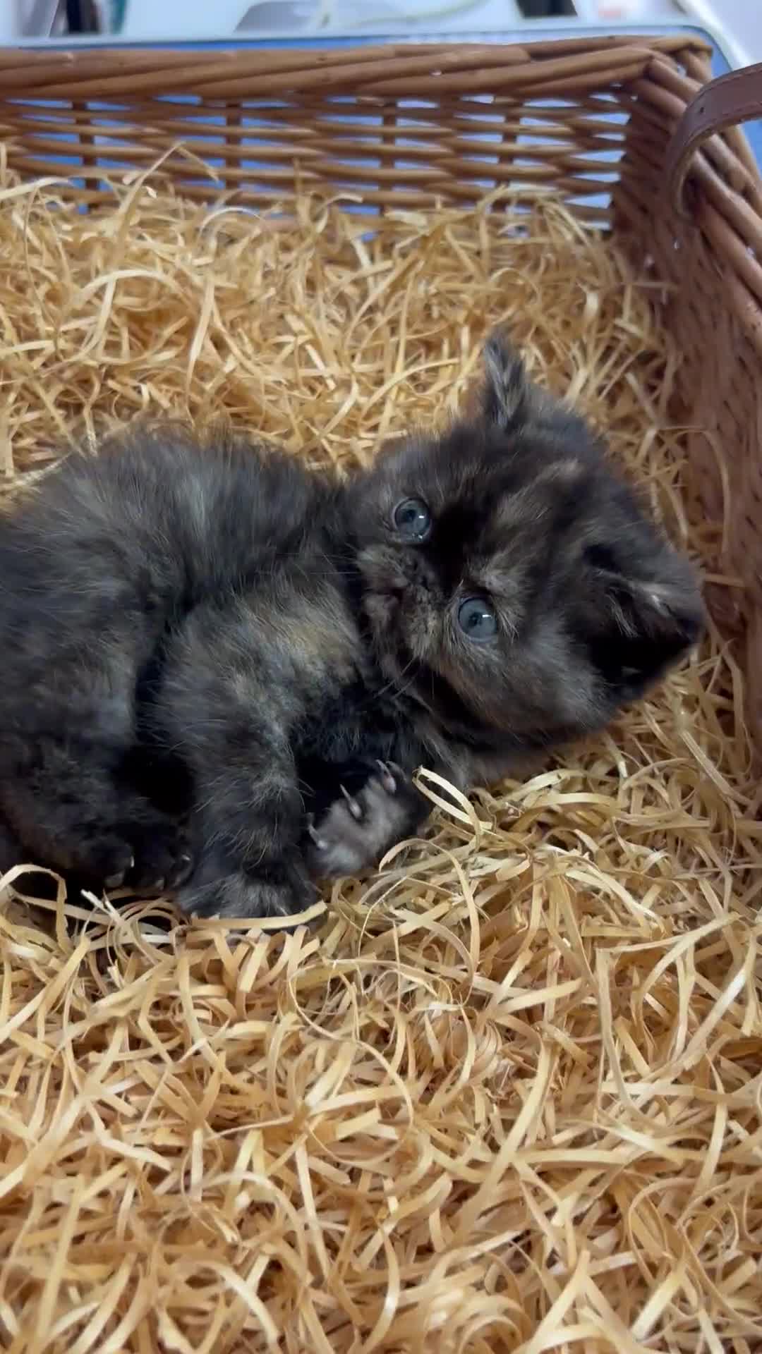 Exotic cats for sale: FEMALE SMOKE TORTOISESHELL EXOTIC KITTEN ( RARE) - Video 1