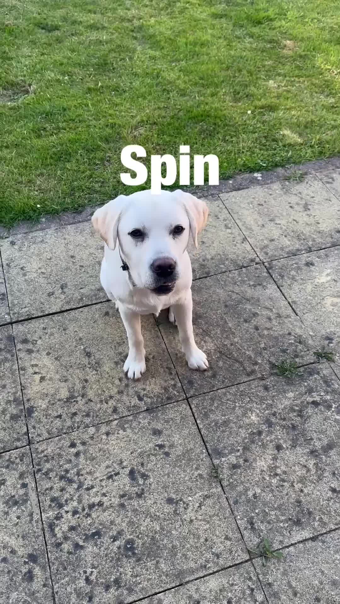 Labrador Retriever dogs for sale: Amazing Labrador  - Video 2